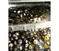 构筑餐桌安全的基石 全面认识与优化食用农产品产品库